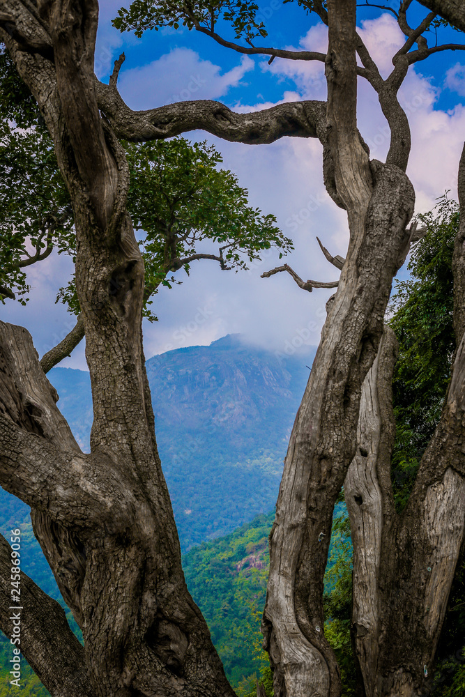 mountain view in between the tree branch, mountain clouds between the tree branches mountain view in between the tree branch, mountain clouds between the tree branches