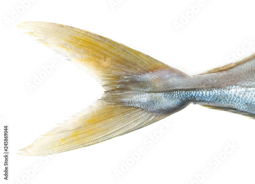 Foto fish tail on white background