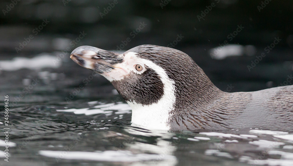 Naklejka premium Humboldt penguin