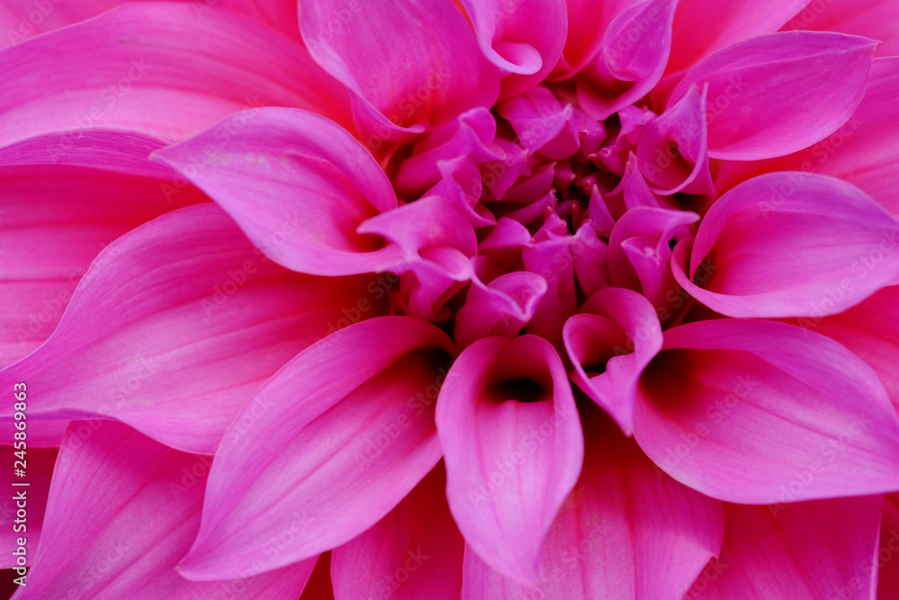 Close up of pink flower with pink petals for background or texture Close up of pink flower with pink petals for background or texture