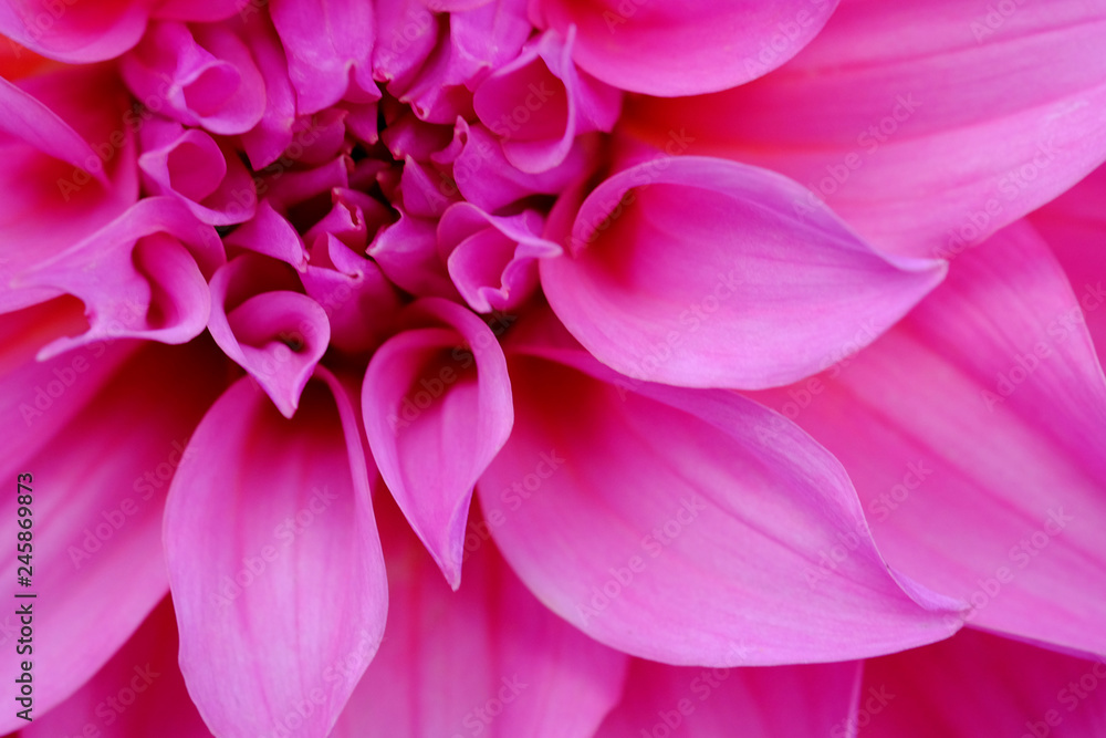 Macro background of pink flower with pink petals Macro background of pink flower with pink petals