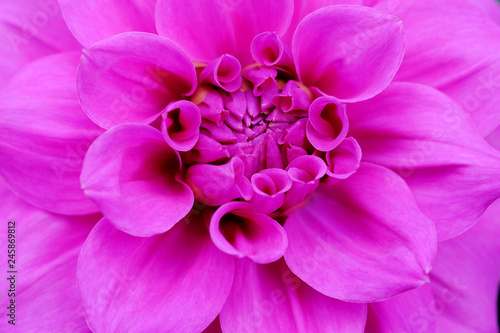 Close up of pink flower with pink petals for background or texture