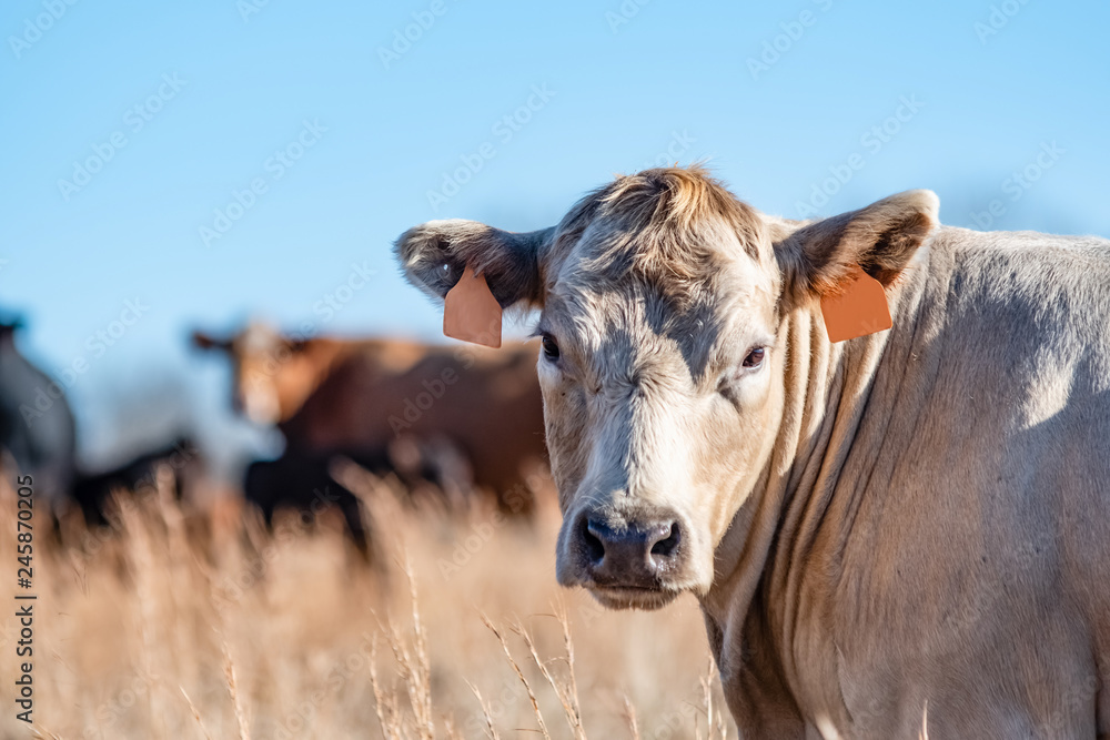 Foto White beef cow face close up