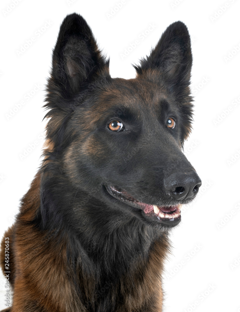 belgian shepherd tervuren belgian shepherd tervuren