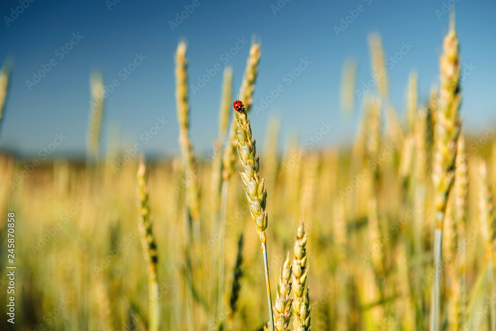 Wheat field with a ladybug and countryside scenery. Wheat field with a ladybug and countryside scenery.
