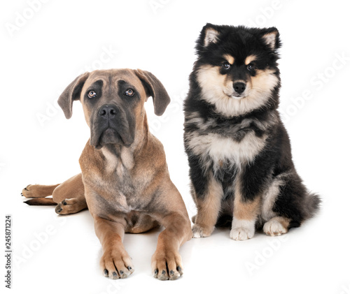 young cane corso and Finnish Lapphund