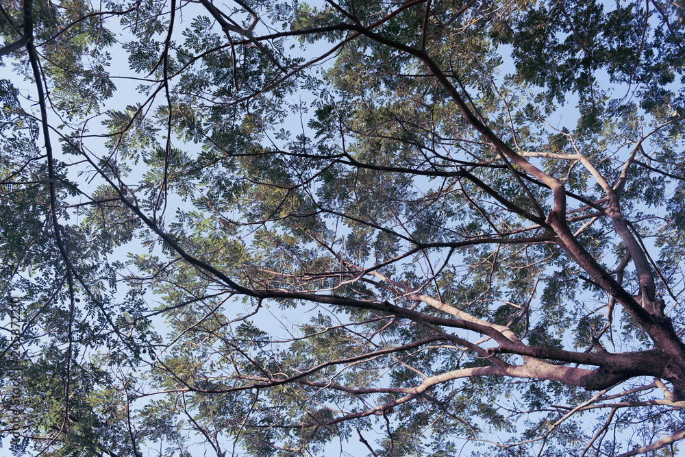 Fototapeta premium Under big Nature green tree for background.