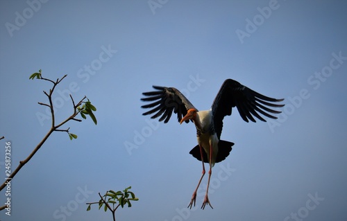 stork is flying