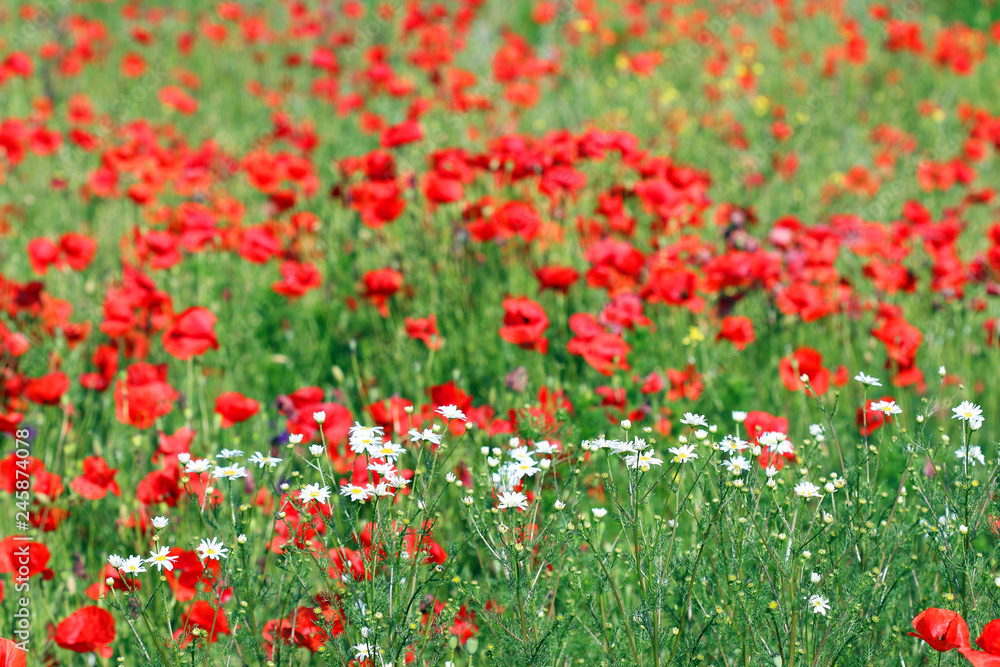 chamomile and poppies flower in spring nature background chamomile and poppies flower in spring nature background