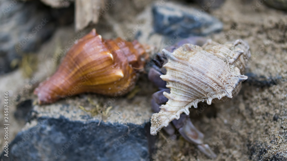 2 sea shells on the ground 2 sea shells on the ground