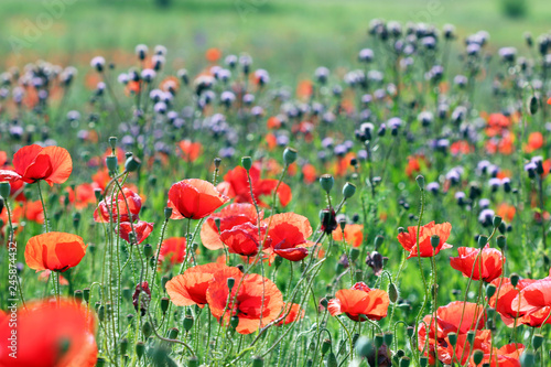 Fototapeta Naklejka Na Ścianę i Meble -  poppy flower meadow in spring