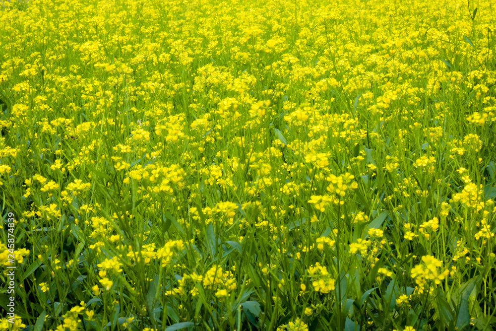 Obraz premium Panoramic view of blossoming oil seed field. Beautiful countryside rural summer landscape with blooming rapeseed. . Canola at spring time in india village. With copy scape room for text.