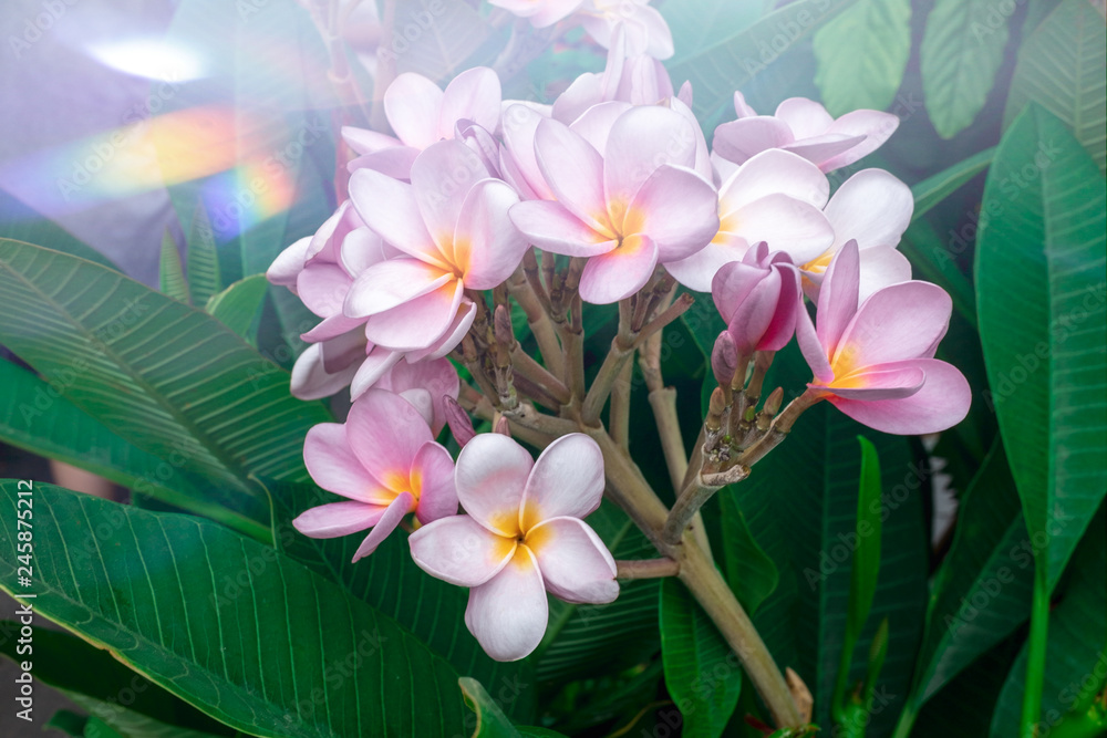 bouquet of pink plumeria flowers and green leaf background with light on top side