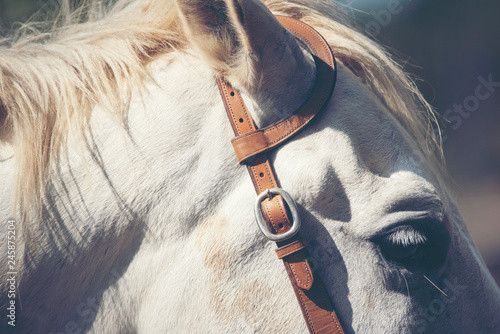 Portrait of a white horse i...