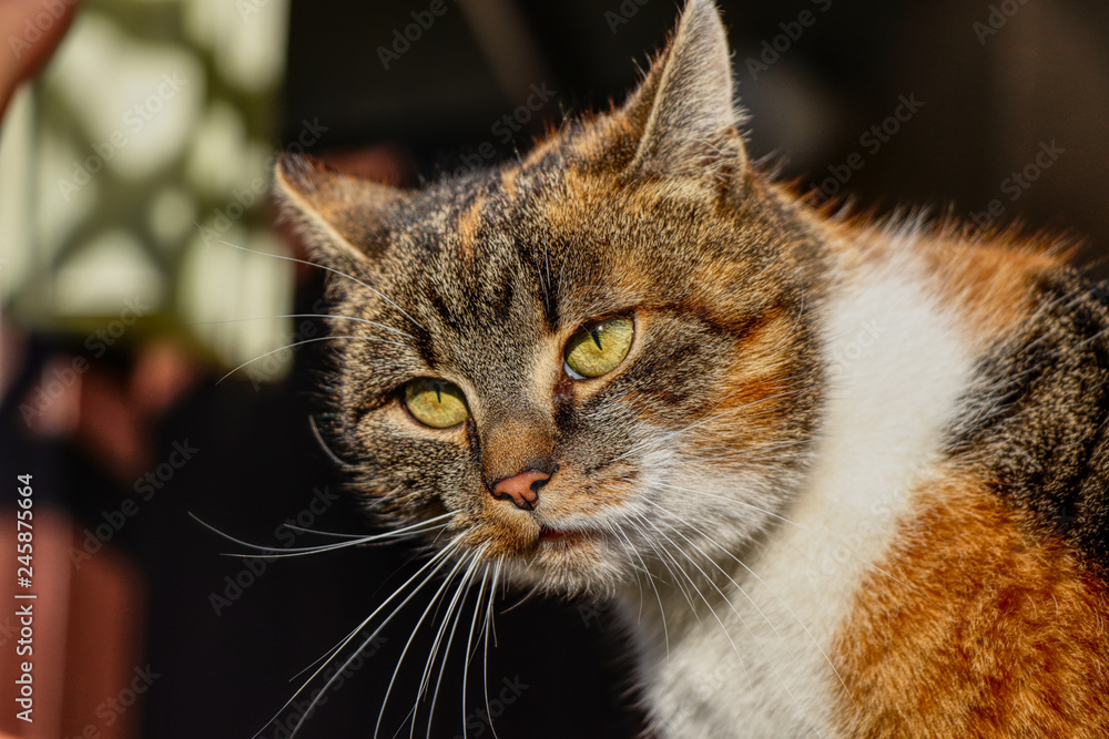 A baffled face of domestic cat with green eyes. She looks so confused. Colorful body with blur background. Uncomprehending animal grimasa A baffled face of domestic cat with green eyes. She looks so confused. Colorful body with blur background. Uncomprehending animal grimasa
