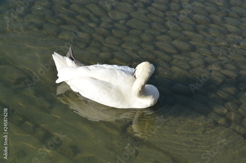 Cisnes en el rio de lyon photo