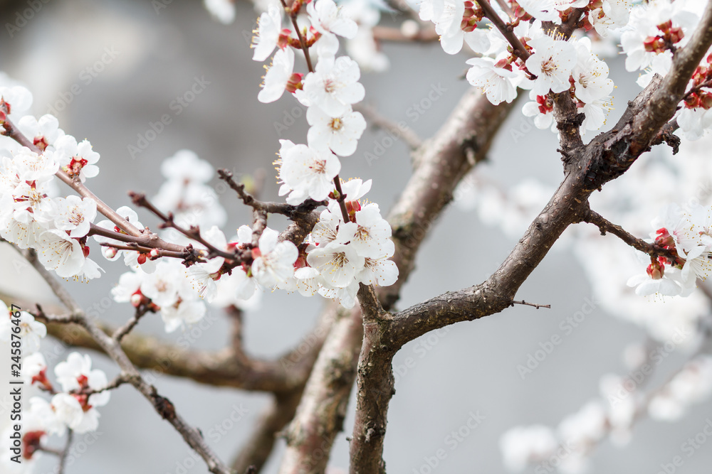 Branches of apricot tree in the period of spring flowering. Branches of apricot tree in the period of spring flowering.