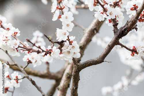 Fototapeta Naklejka Na Ścianę i Meble -  Branches of apricot tree in the period of spring flowering.