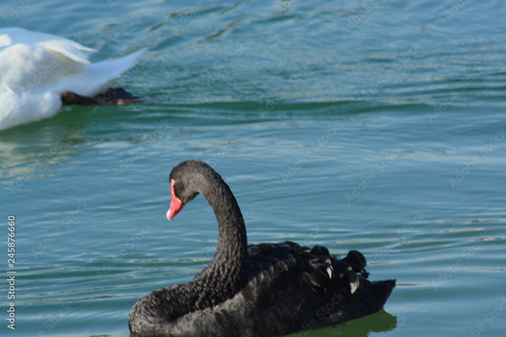 Fototapeta premium Cisnes en el rio de lyon