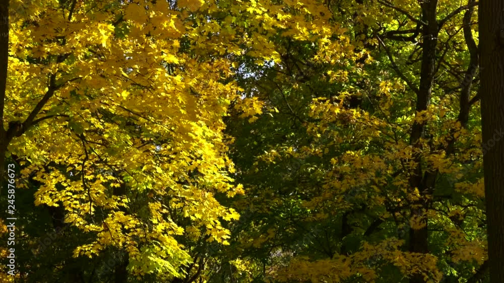 Yellow autumn maple leaves on trees in park. Landscape in autumn season. Autumn ornament, green-yellow maple leaves. Leaves in the park. Yellow autumn maple leaves on trees in park. Landscape in autumn season. Autumn ornament, green-yellow maple leaves. Leaves in the park.