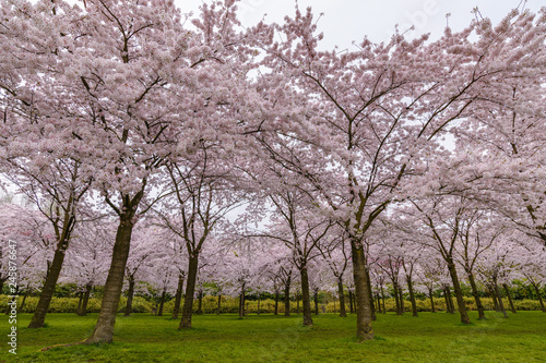 Spring cherry blossom garden in Amstelveen  Amsterdam Netherlands