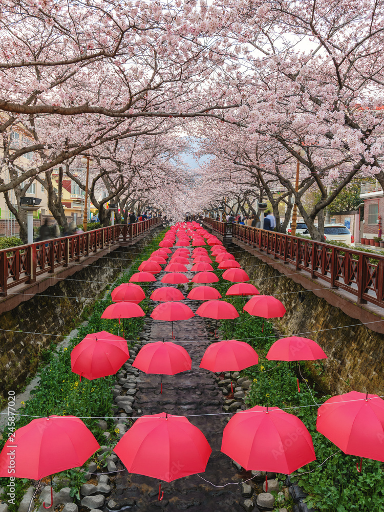 Jinhae South Korea, spring Cherry blossom at Yeojwacheon Stream