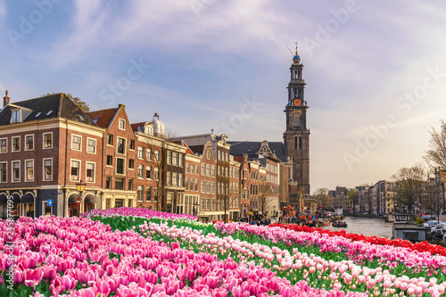 Amsterdam Netherlands, city skyline Dutch house at canal waterfront with spring tulip flower