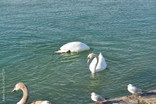 Cisnes en el rio de lyon