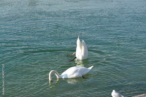 Cisnes en el rio de lyon