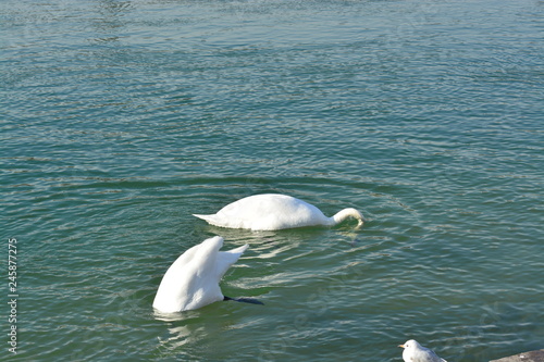 Cisnes en el rio de lyon