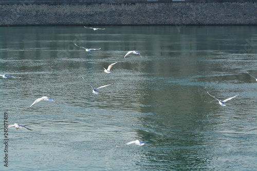 Cisnes en el rio de lyon