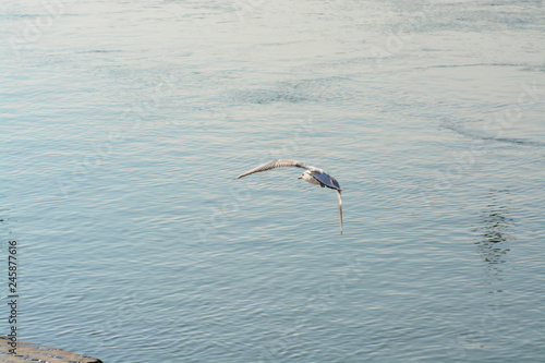 Cisnes en el rio de lyon