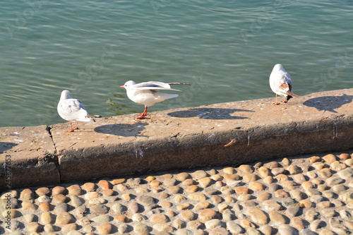 Cisnes en el rio de lyon