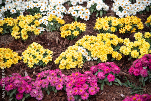 flower in the garden, tropi...