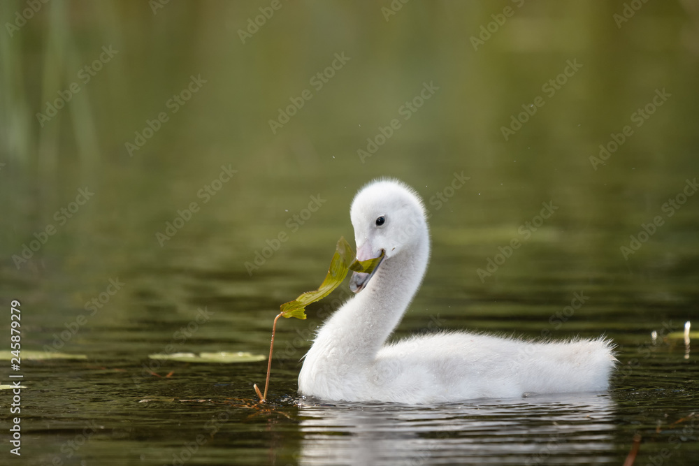 Young Whooper Swan (Cygnus Cygnus) eating broad-leaved pondweed Young Whooper Swan (Cygnus Cygnus) eating broad-leaved pondweed