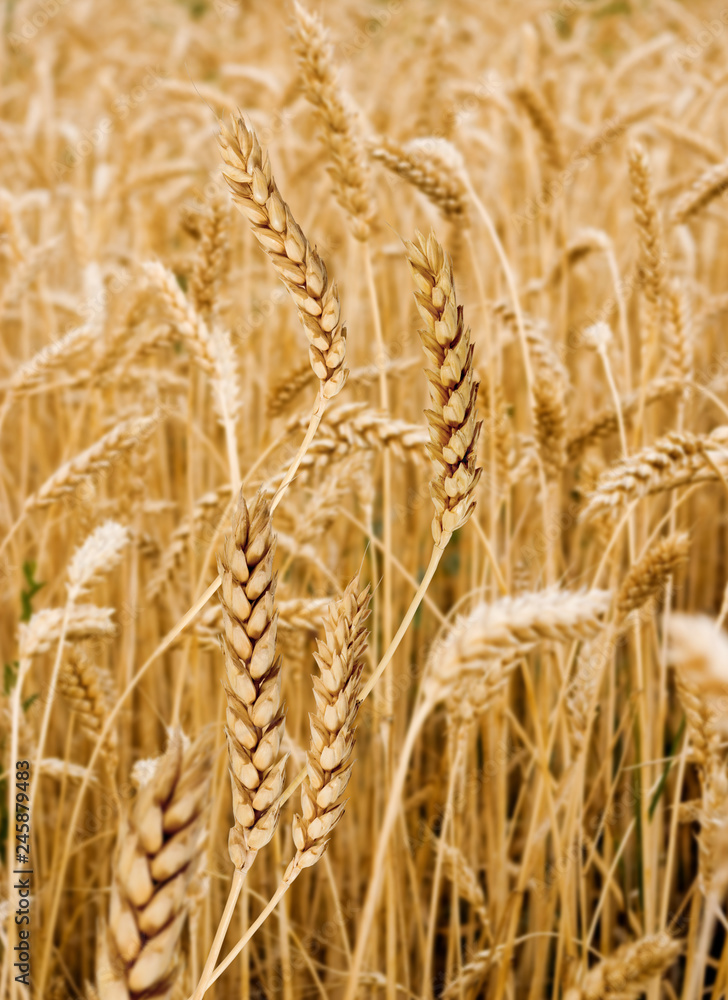 image of wheat spikelets on a white background image of wheat spikelets on a white background