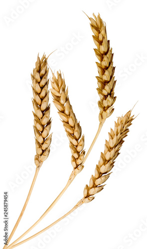 isolated image of wheat spikelets on a white background