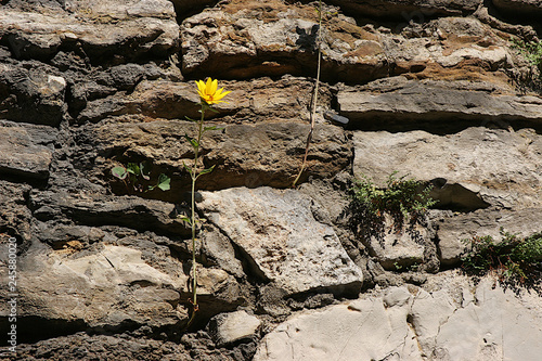 Ein Mauerblümchen
