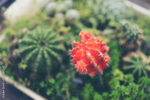 cactus pot, vintage style