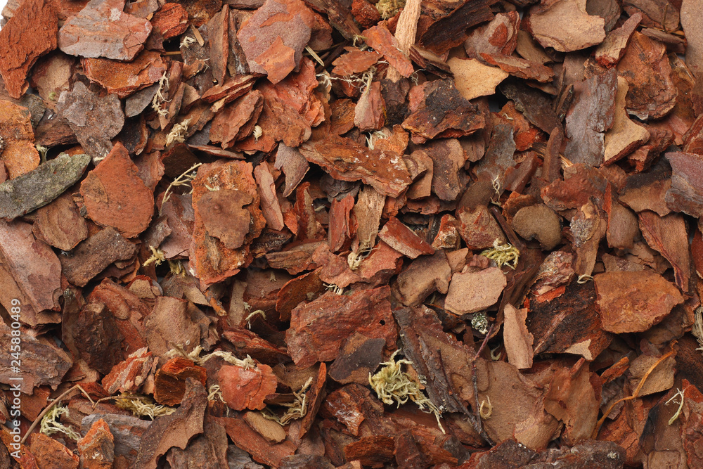 Tree bark texture. Tree bark background. macro