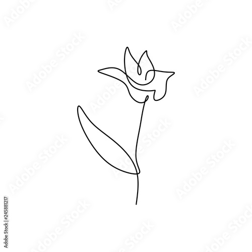 Lily flower blooming one continuous line art drawing vector illustration