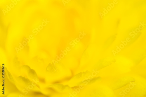 Selective focus. Yellow Chrysanthemum Flower Petals close up with water drops.