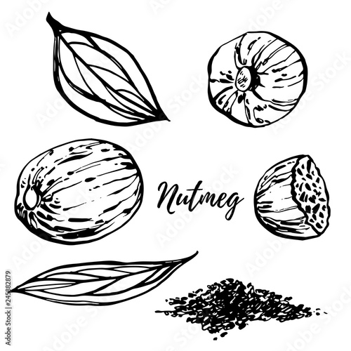 Nutmeg and leaves vector hand drawn illustration. Ink sketch of nuts. Hand drawn vector illustration. Isolated on white background.