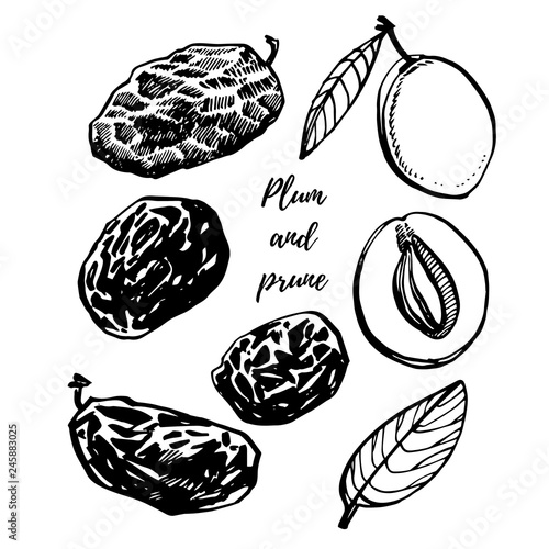 Prunes and plums vector hand drawn illustration. Ink sketch of nuts. Hand drawn vector illustration. Isolated on white background.
