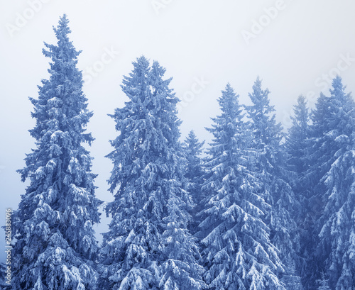 Frozen snow-covered fir-trees in magic forest after snowfall