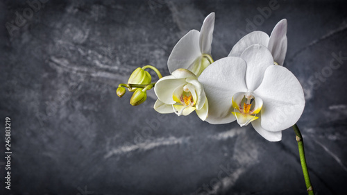 Fototapeta Naklejka Na Ścianę i Meble -  Branch with white orchid flowers on black marble