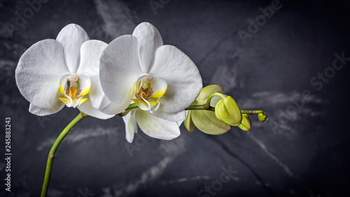 Branch with white orchid flowers on black marble