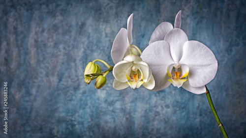 Fototapeta Naklejka Na Ścianę i Meble -  Branch with white orchid flowers on blue concrete