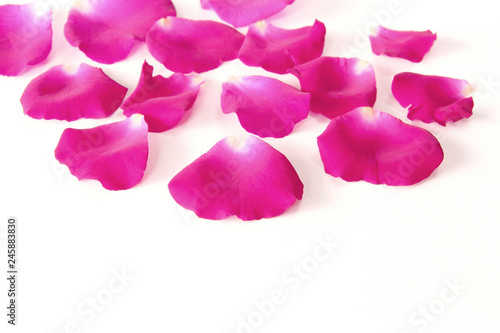 Pink rose petals on white background with copy space  concept flower of love and valentine s day.