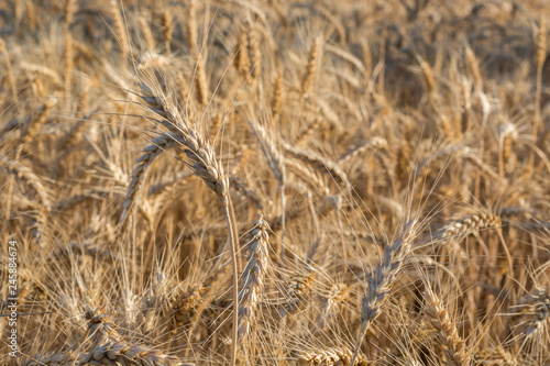 Field of ripening grain, barley, rye or wheat in summer, solid background. Agriculture.Ukraine. Copy space